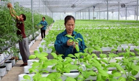 Bằng bảo hộ giống cây trồng có ý nghĩa gì
