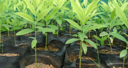 Bảo hộ giống cây trồng khác gì với đăng ký nhãn hiệu