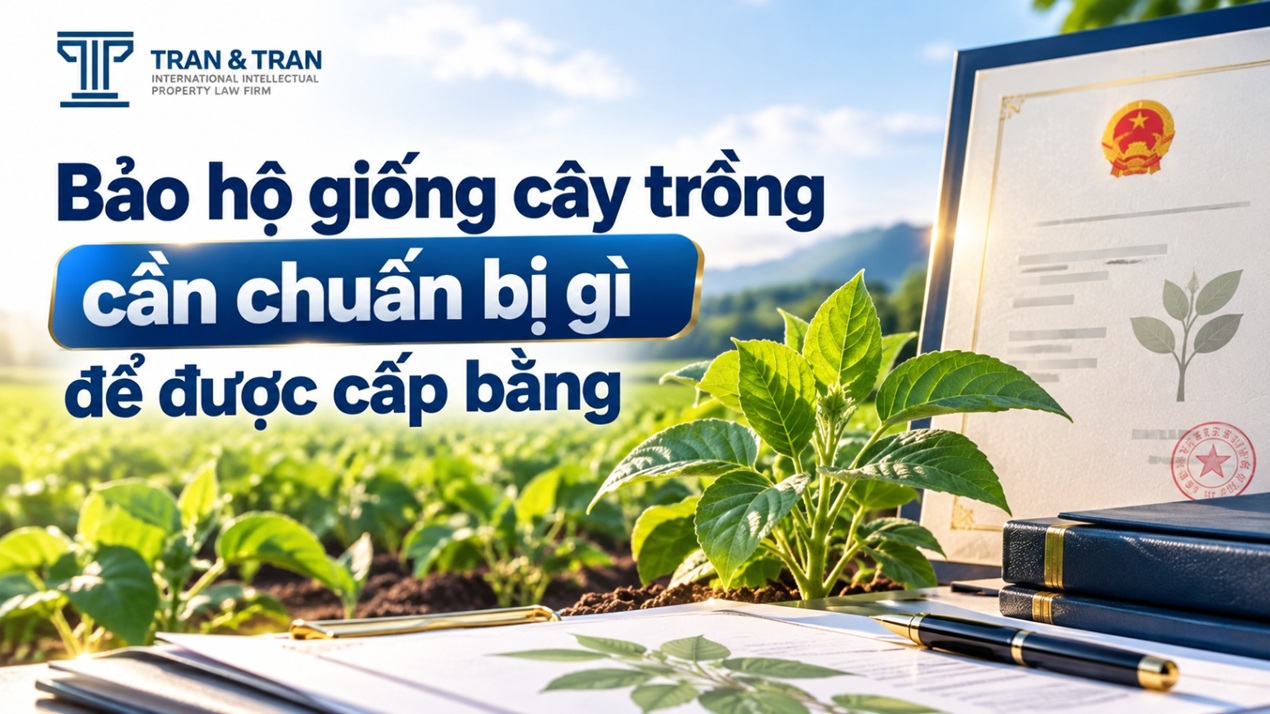 Bảo hộ giống cây trồng cần chuẩn bị gì để được cấp bằng